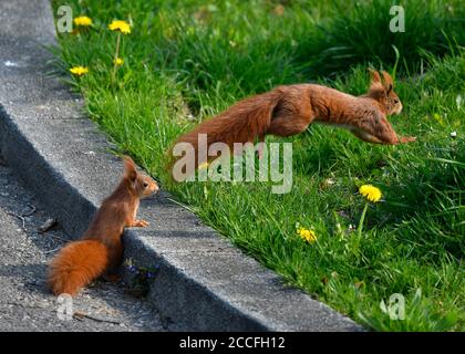European red squirrel (Sciurus vulgaris), mother with cub, Stuttgart, Baden-Württemberg, Germany Stock Photo