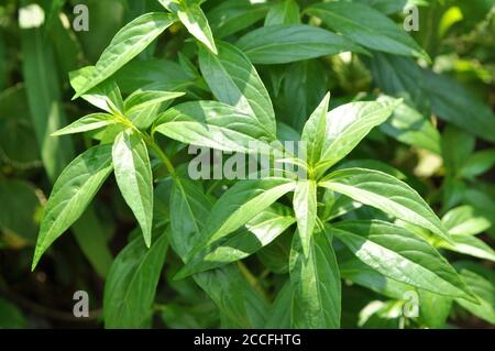 Andrographis paniculata or green chiretta is an annual herbaceous plant in the family Acanthaceae Stock Photo