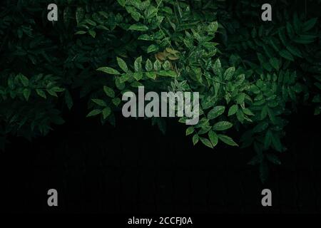 Small fresh green leaves bushes in dark background Stock Photo