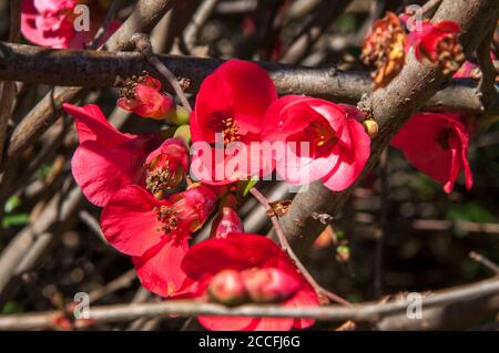 Flowering Quince (Chaenomeles speciosa) or japonica blossoming in June 2020, Melbourne, Australia Stock Photo