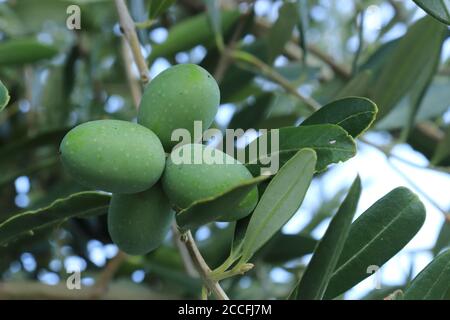 Unripe Olives on tree, botanical name Olea europaea Stock Photo