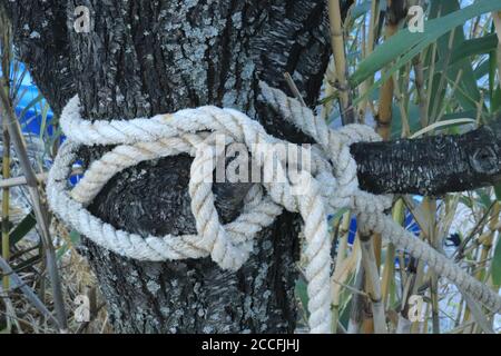 The rope of the boat tied in a knot on a tree trunk Stock Photo