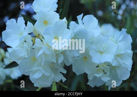 Beautiful white flower Oleander (lat. Nerium oleander) Stock Photo