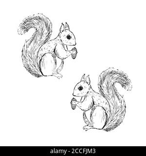 Forest animal squirrel. Hand drawing sketch black ink on white background. Vector  art illustration. Vintage engraving style. Nature objects of Stock Vector  Image & Art - Alamy