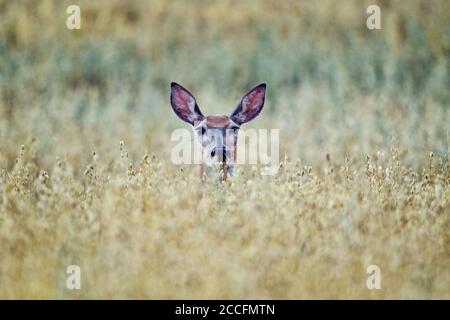 White-tailed deer is hiding in wheat field. Stock Photo