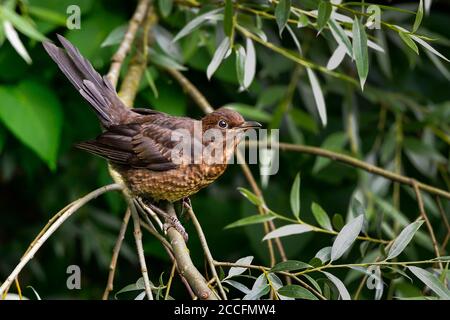 Immature Common blackbird Stock Photo