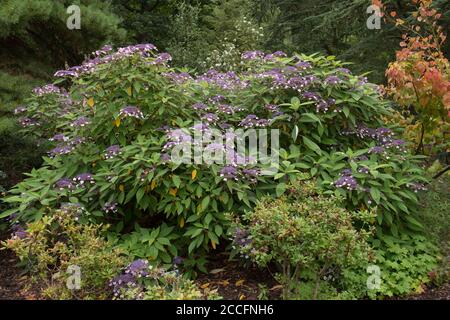 Hydrangea  aspera 'Velvet and Lace' in a Garden at Rosemoor in Rural Devon, England, UK Stock Photo