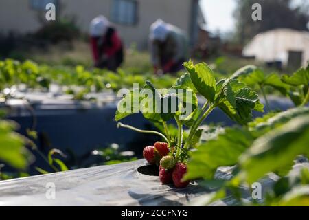 Fresh strawberries grow in the garden Stock Photo