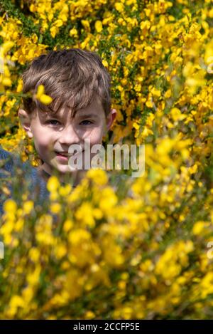 A boy is standing in a flowering gorse bush. Stock Photo