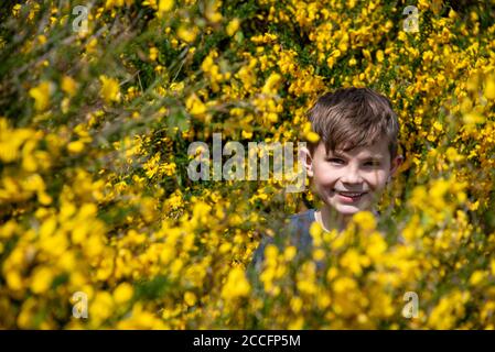 A boy is standing in a flowering gorse bush. Stock Photo