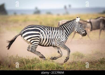 Adult zebra galloping in the Amboseli plains with wildebeest herd walking in the background in Amboseli National Park in Kenya Stock Photo