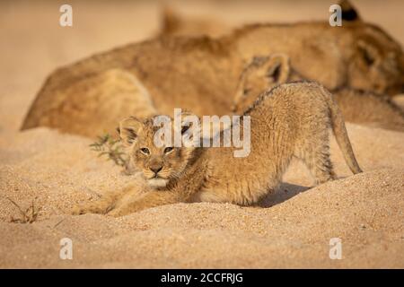 Small lion cub stretching its back in sandy riverbed with the pride resting in the background in Kruger Park South Africa Stock Photo