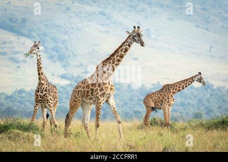 Three giraffe walking around eating bush in Masai Mara in Kenya Stock Photo