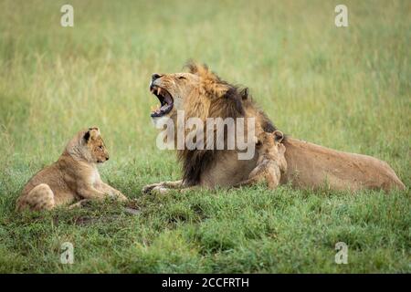 Male lion and his two baby cubs lying in green grass in Serengeti National Park in Tanzania Stock Photo