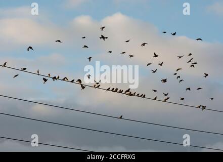 A large flock of Linnets (Linaria cannabina) on telephone wires, Warwickshire, England, UK