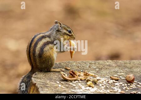 Siberian chipmunk or Common chipmunk (Eutamias sibiricus) in The Netherlands in the summer Stock Photo