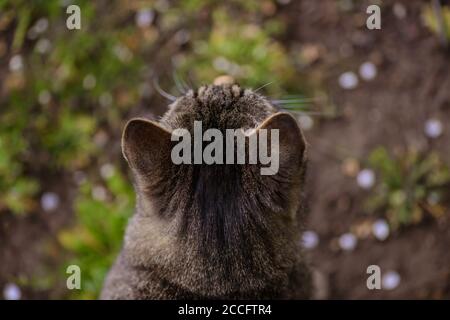 Street cat. The view from the top. Cat ears. Stock Photo