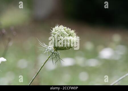 Daucus carota,  nest-shaped rolled fruit umbel of a wild carrot against blurred background Stock Photo