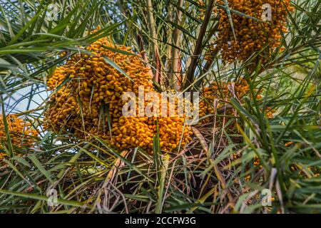 Bunches of ripe dates growing on date palm tree. Khulna, Bangladesh. Stock Photo