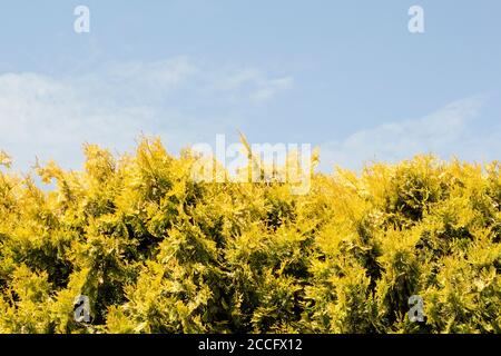 The hedge of fir trees. Stock Photo