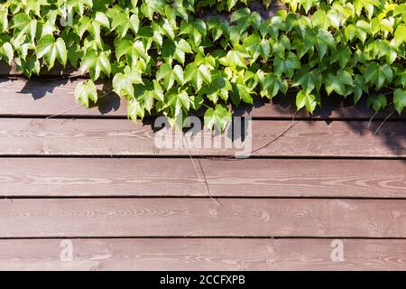 Green ivy leaves climbing on old grungy garden fence. Old wood planks covered by green leaves. Stock Photo