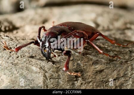 Hylotrupes bajulus (Old House Borer) is a species of beetles in the family long-horned beetles. Stock Photo