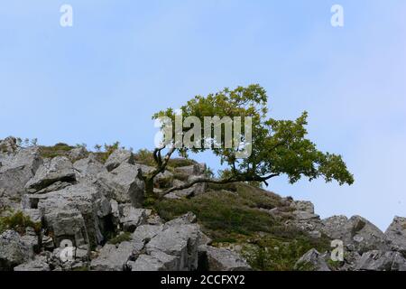 Wind blown oak tree growing out of rocks Garn Goch Llandeilo Carmarthenshire Wales UK Stock Photo