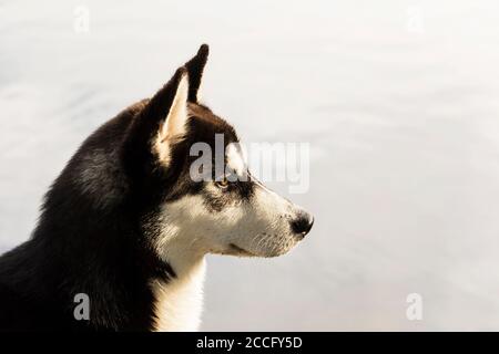 Siberian Husky black and white color in the Park on a summer day. Stock Photo