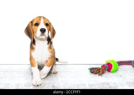 little cute tricolor Beagle puppy, sad look,white isolated background Stock Photo