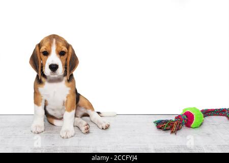 little cute tricolor Beagle puppy, sad look,white isolated background Stock Photo