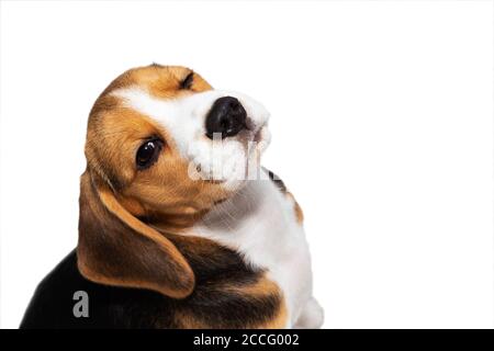 Closeup portrait photo of adorable Beagle puppy on light background Stock Photo
