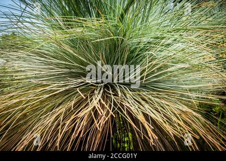 Xanthorrhoea johnsonii Johnsons Grass tree. Stock Photo