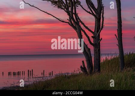 a tree on the shore of the water after sunset and reddish sky reflected in the water where there are old wooden pillars of the boat dock Stock Photo