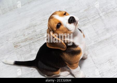 Closeup portrait photo of adorable Beagle puppy on light background Stock Photo