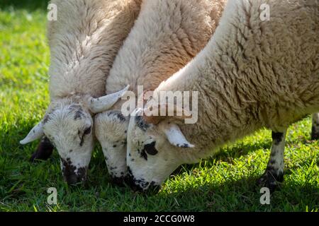 Ram with horns in foreground and two ewes beside him grazing in an idyllic grassy field. Natural light with copy space. Stock Photo