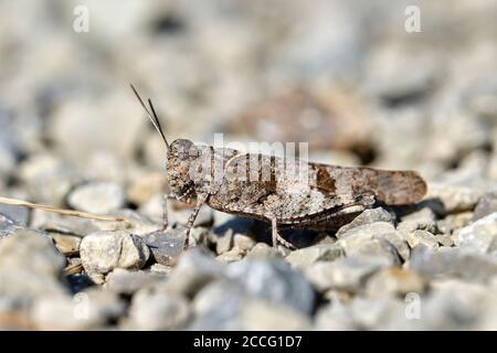 Blue-winged wasteland insect, Oedipoda caerulescens. Side close-up of ...
