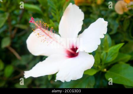 Big White Habicus Flower and petals with Green Leaves and White Fence Stock Photo