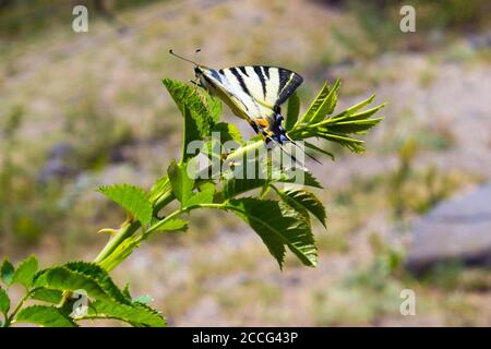 Beautiful swallowtail yellow butterfly. Papilio hospiton, corsican swallowtail flying isolated in the wild. Stock Photo