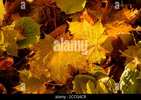 Maple leaves, autumn leaves on ground, Upper Bavaria, Bavaria, Germany Stock Photo