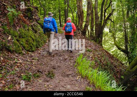 Couple hikes on forest path in cloud forest at El Cedro, Garajonay National Park, La Gomera, Canary Islands, Spain