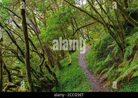 Forest path in the cloud forest at El Cedro, Garajonay National Park, La Gomera, Canary Islands, Spain Stock Photo