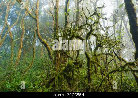 mossy trees in cloud forest, Garajonay National Park, La Gomera, Canary Islands, Spain