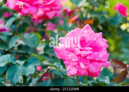 Shojun Roses Tokyo, Japan - Rose Flower (Hojun) at Kyu-Furukawa Gardens in Tokyo ...