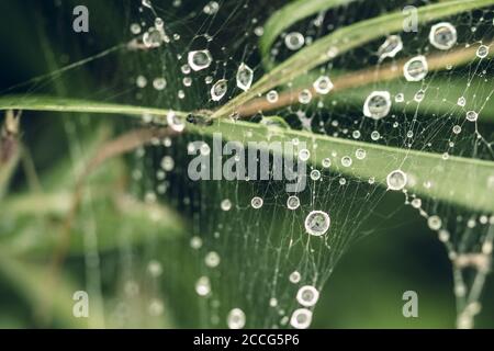 Shining water drops on spiderweb over green forest background. Stock Photo