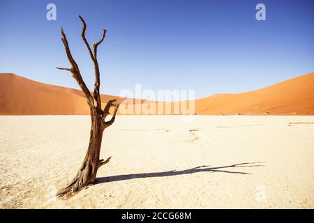 Dead Camel Thorn Tree in Deadvlei Stock Photo