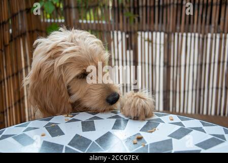 Mini Goldendoodle, cross between miniature poodle and golden retriever, steals a biscuit from the table.