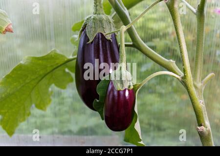 Eggplant grows in a greenhouse in the village Stock Photo