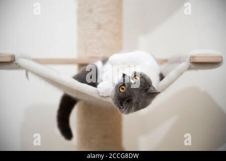 young playful british shorthair cat lying on hammock of scratching post Stock Photo