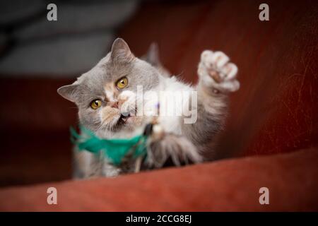 british shorthair cat playing with feather toy on red sofa Stock Photo