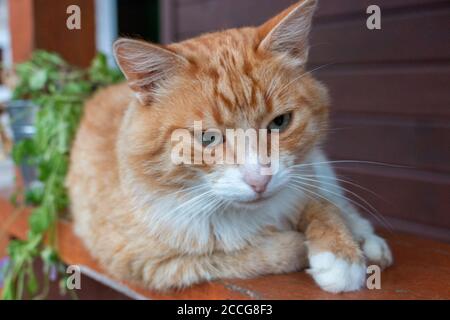 Ginger cat lies on the porch Stock Photo